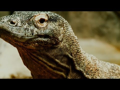 Гиганты мира животных 3 (Самая большая ящерица)