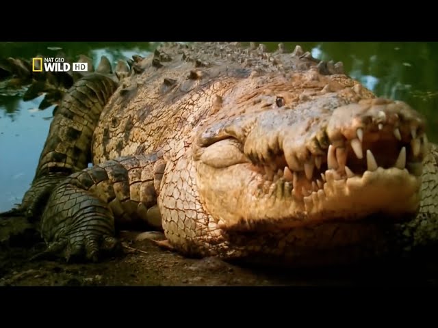 Гиганты мира животных: Самый большой крокодил (Документальные фильмы National Geographic)