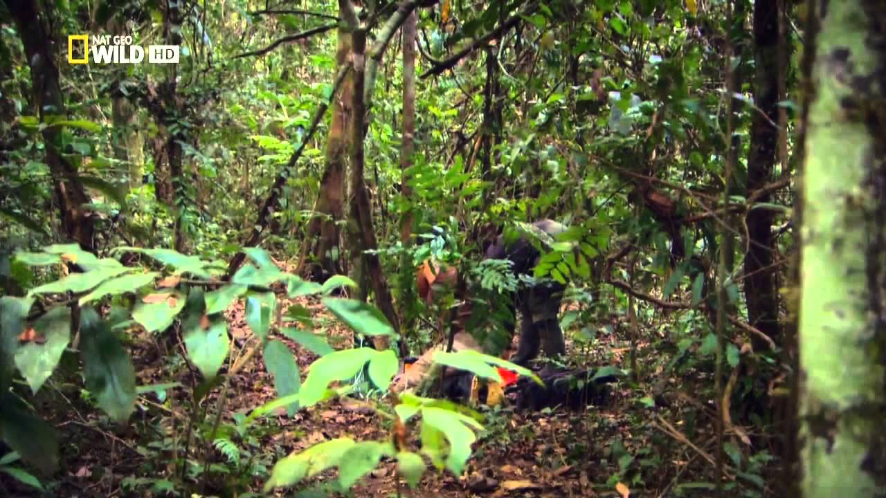 Красивые Джунгли - Фильм компании National Geographic