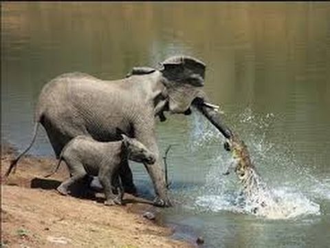 Опасные реки Африки Rivers of Danger