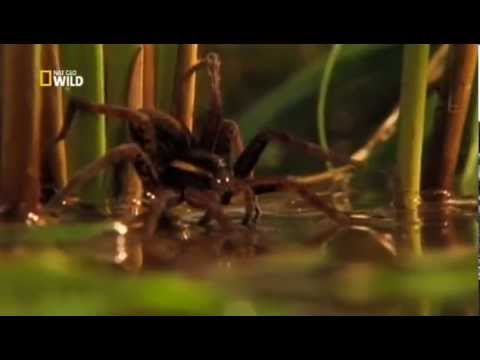 Самые опасные животные. Пауки
