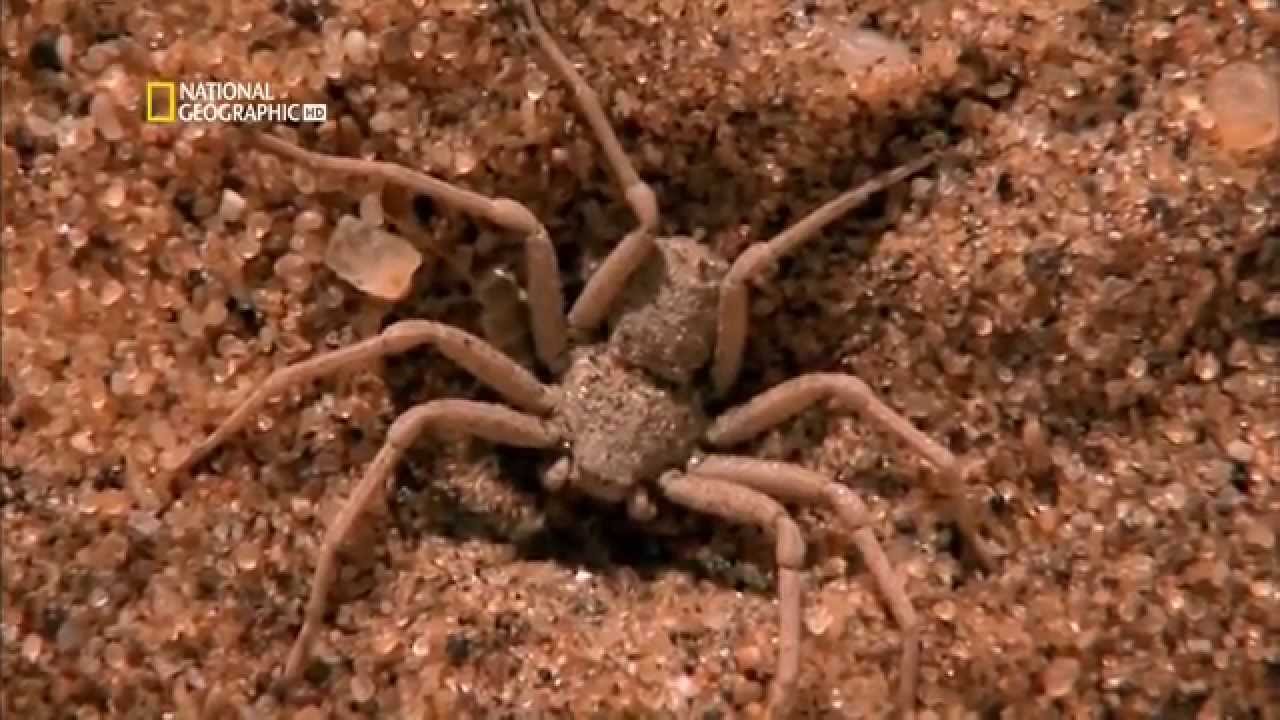 Самые опасные животные в мире HD