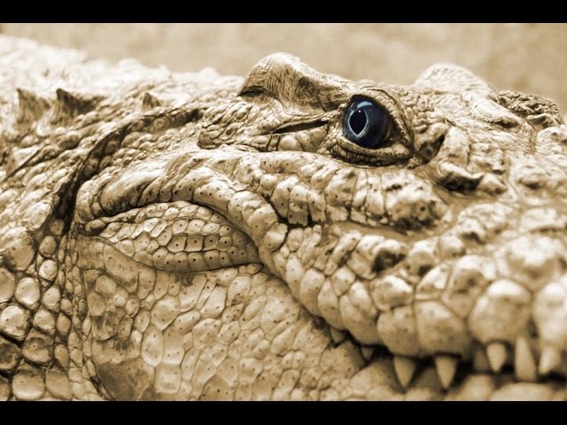 Топ 5 самых Опасных животных в Мире Видео 2015