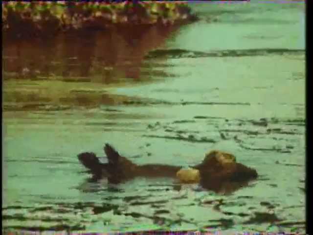 В мире животных. 1989 г.