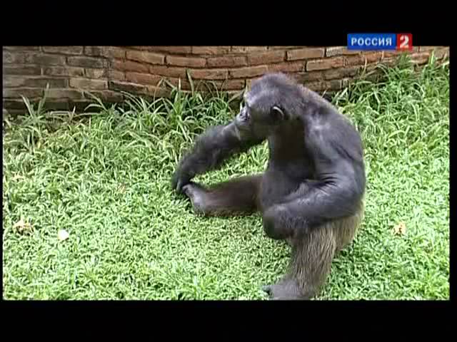 В мире животных   2011 01 22 - В мире животных с Николаем Николаевичем Дроздовым