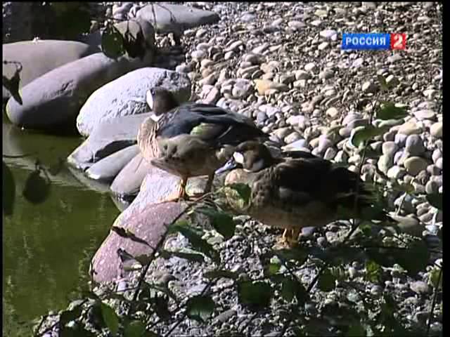 В мире животных   2011 01 29 - В мире животных с Николаем Николаевичем Дроздовым