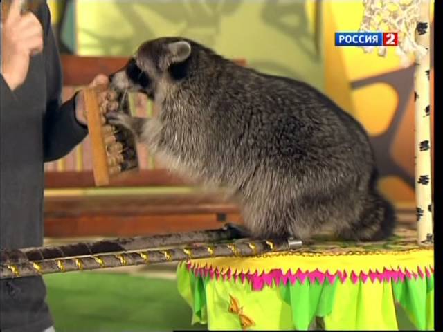 В мире животных   2012 09 09 - В мире животных с Николаем Николаевичем Дроздовым