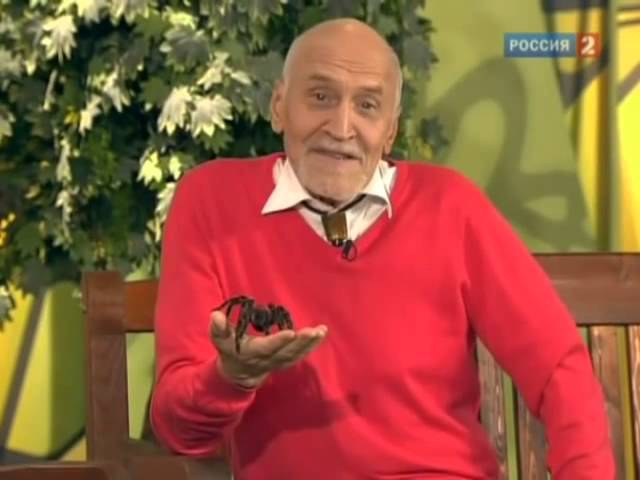 В мире животных  Панды