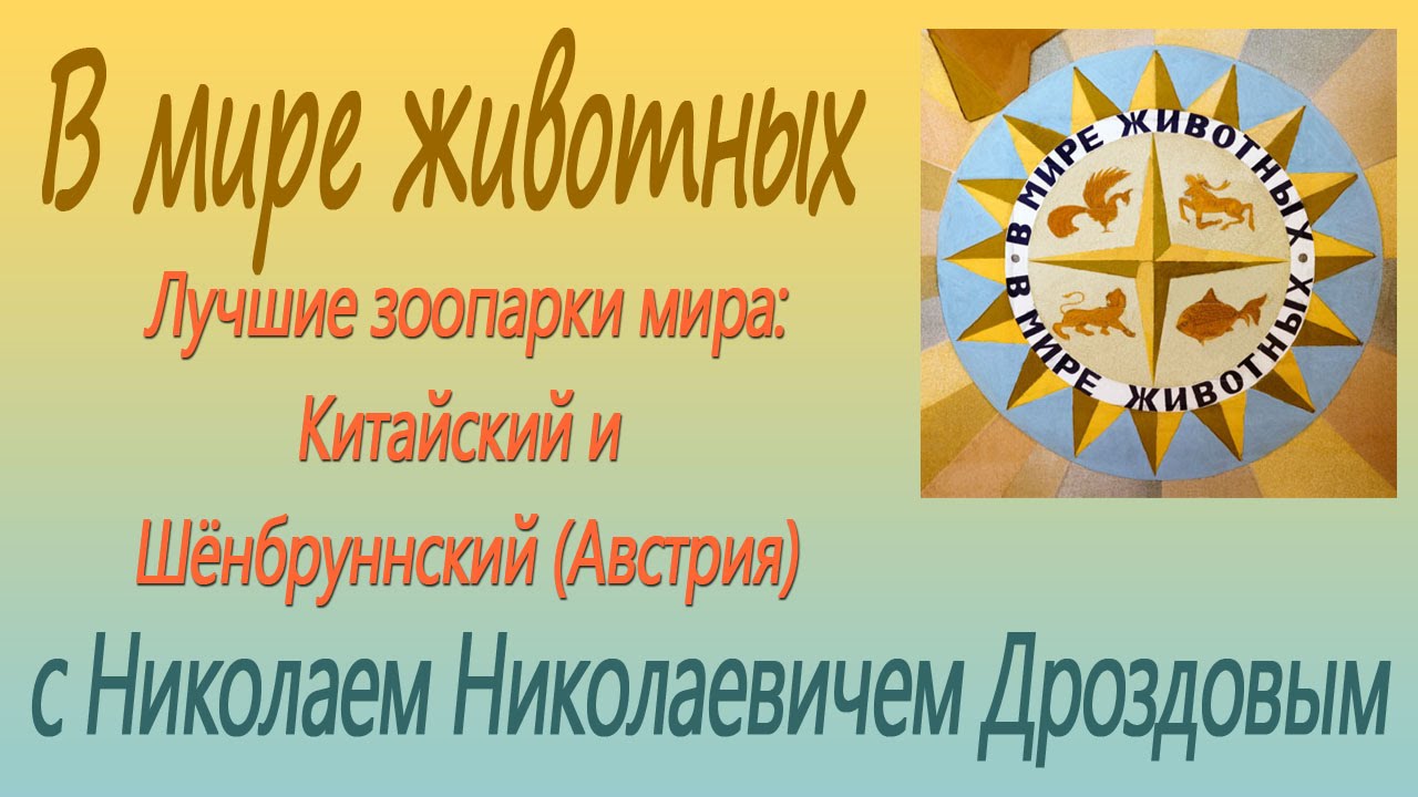 В мире животных. Зачем скарабей катает шарики?