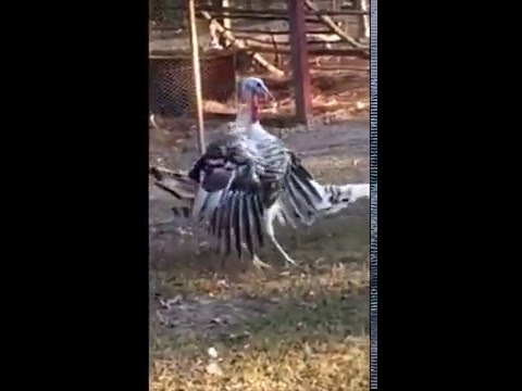 Как правильно вскружить мужчине голову