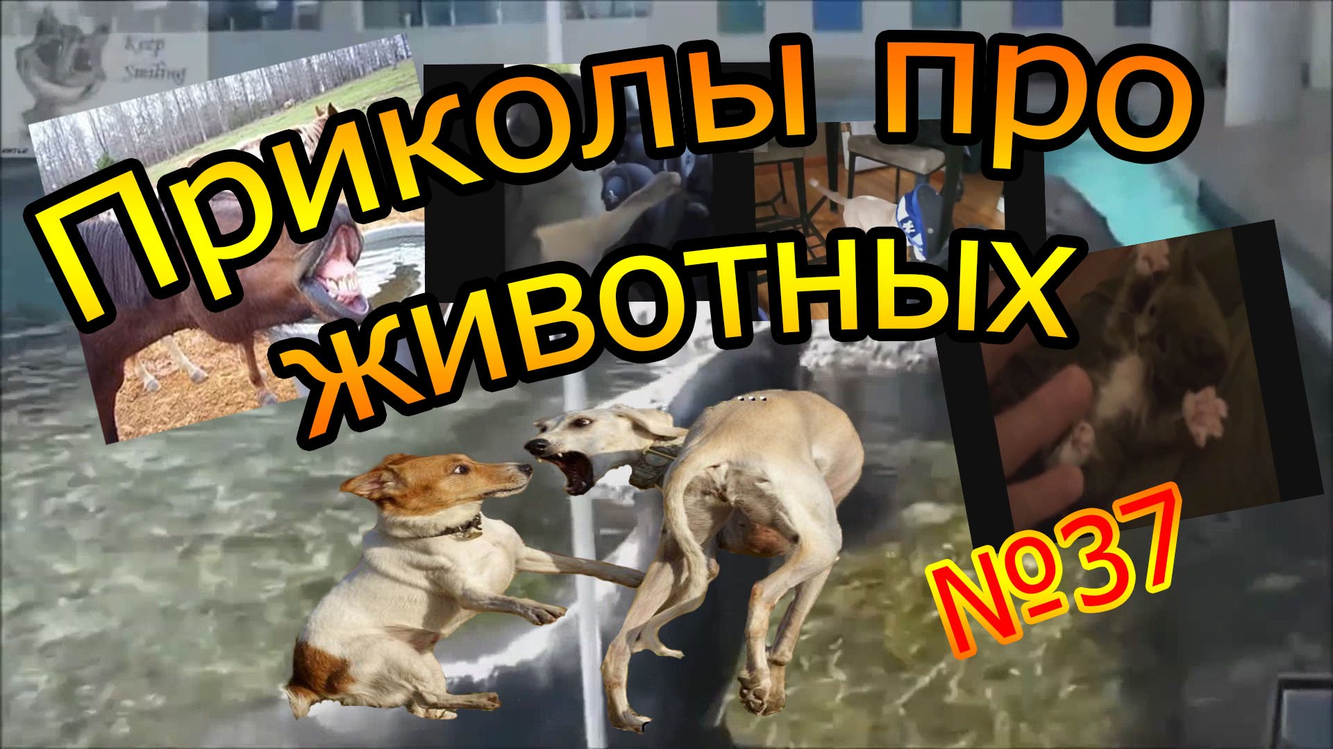 Приколы животные в подборке №35 (смешно до слез)
