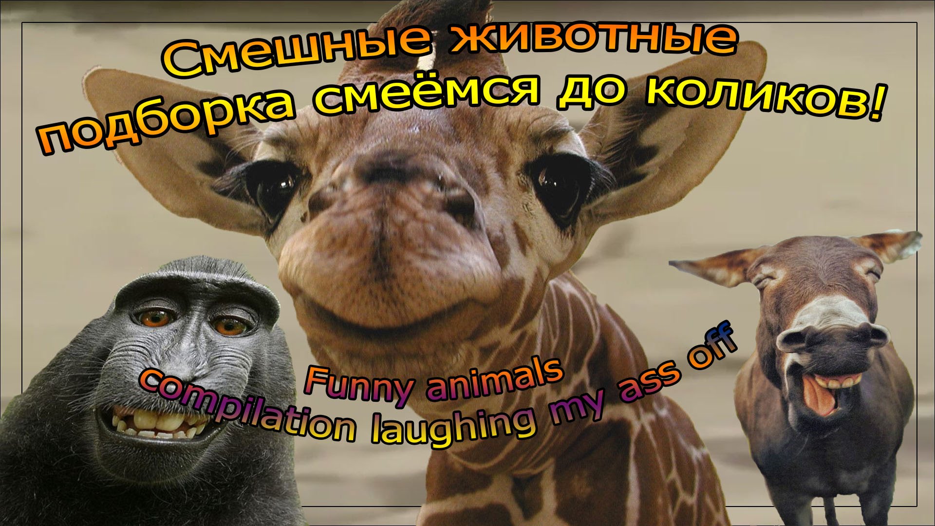 Смешные животные подборка смеёмся до коликов! (Funny animals compilation laughing my ass off!)
