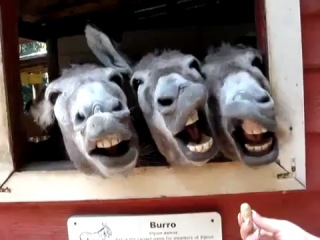 ОСЛЫ!