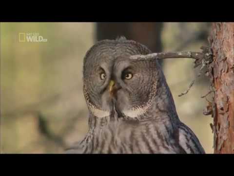 Дикие животные Севера - На краю (серия №3)