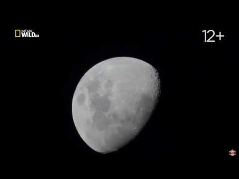 Удивительные летучие мыши