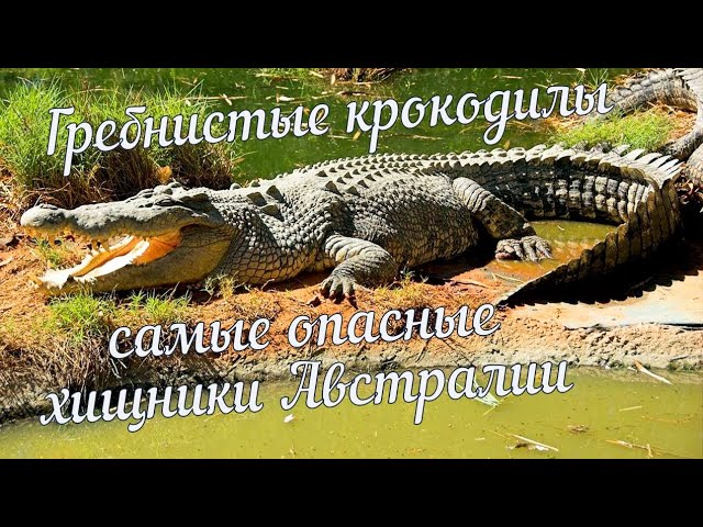 Гребнистые крокодилы - самые опасные хищники Австралии
