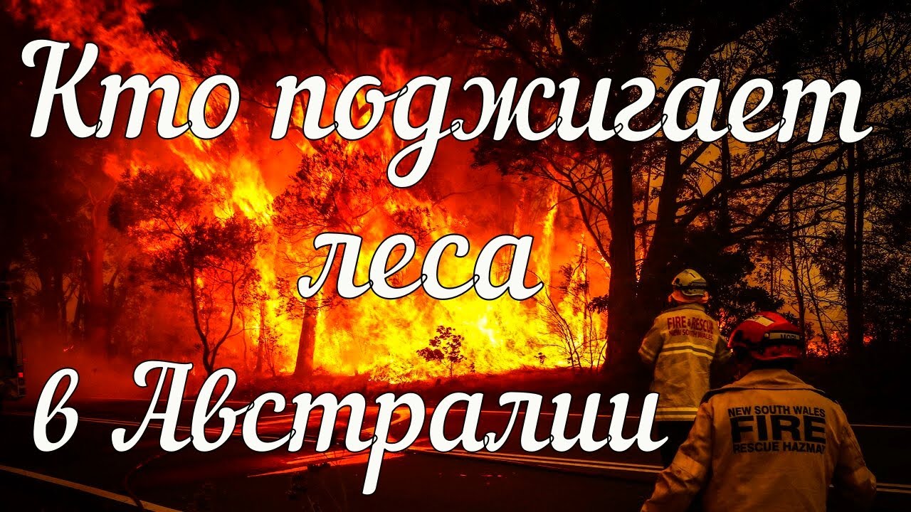Кто поджигает леса в Австралии?
